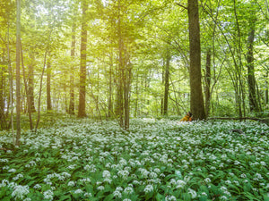 Årenäs-Tostekulla naturreservat, Marks kommun