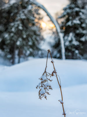 Storsätern, Dalarna