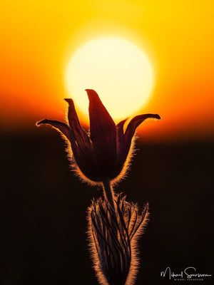 Fjärås Bräcka Naturreservat, Kungsbacka kommun