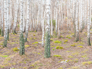 Hult Åsen naturvårdsområde, Göteborg
