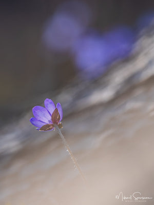 Tjolöholms naturreservat, Kungsbacka kommun