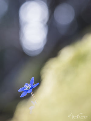Marieberg, Kungälvs kommun