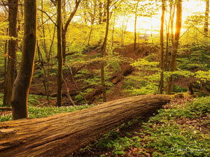 Svejserdalen, Mölndal