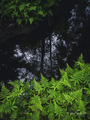 Ormbunkar och skogsspegling i Bråtaskogens naturreservat, Härryda kommun