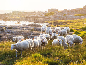 Steninge, Halmstads kommun