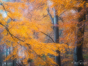Svejserdalen, Mölndal