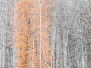Rådasjöns Naturreservat, Härryda kommun
