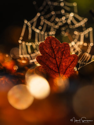 Rådasjöns naturreservat, Härryda kommun