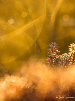 Haketjärnen, Partille kommun