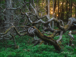 De vindvridna träden i Särö Västerskog Naturreservat, Kungsbacka kommun