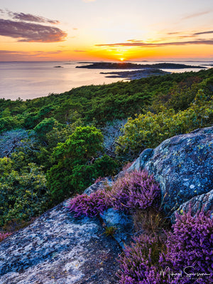 Särö Västerskog Naturreservat, Kungsbacka kommun