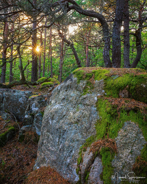Särö Västerskog naturreservat, Kungsbacka kommun