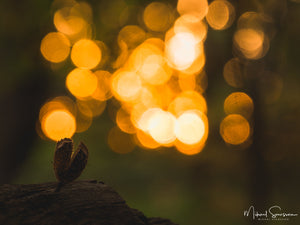 Rådasjöns Naturreservat, Härryda kommun