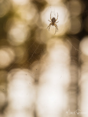 Vesslunda Naturreservat, Falkenbergs kommun