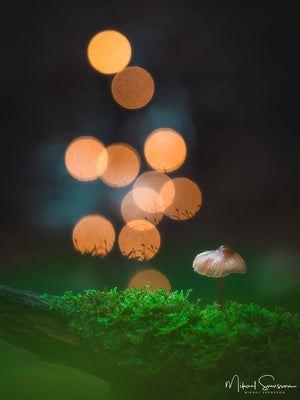 Bråtaskogens naturreservat, Härryda kommun