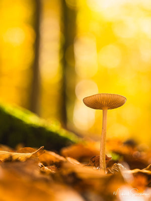 Svejserdalen, Mölndal