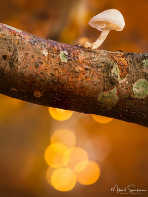 Rådasjöns Naturreservat, Härryda kommun