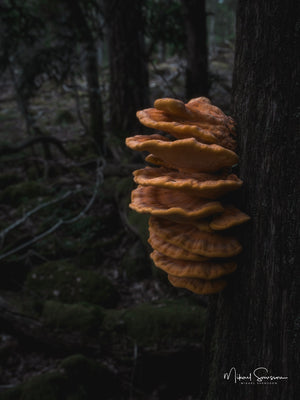 Svavelticka i Särö Västerskog naturreservat, Kungsbacka kommun