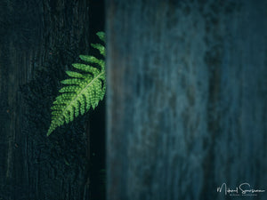 Valderøy, Møre og Romsdal, Norge