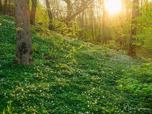 Hördalen naturreservat, Kungsbacka kommun