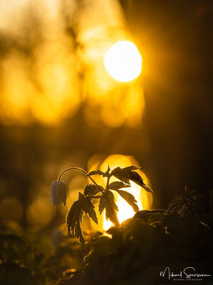 Rådasjöns Naturreservat, Härryda kommun