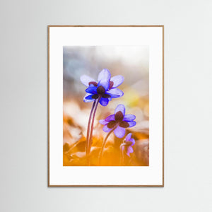 Blåsippor i vårsol Kallhed Hisingen Göteborg | Fine Art Print