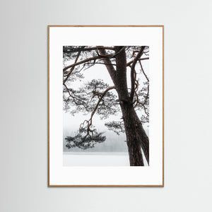 Tall vid Finnsjön i dimma – Mölnlycke, Härryda kommun | Fine Art Print 