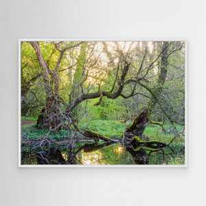 Vid sumpskogens kant - CANVAS