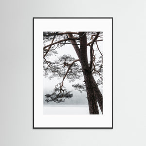 Tall vid Finnsjön i dimma – Mölnlycke, Härryda kommun | Fine Art Print 