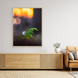 Vitsippa i solnedgång - Rådasjöns naturreservat | Canvas