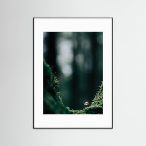 Svamp i mossig skog – Bråtaskogens naturreservat | Fine Art Print