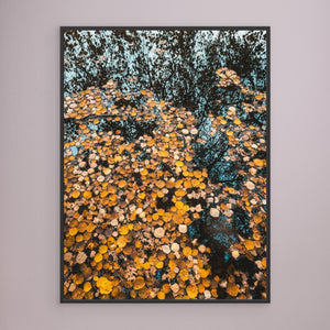 Höstens speglingar – Ståloppet - CANVAS