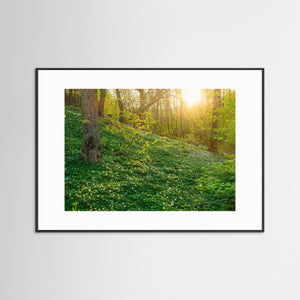 Vitsippor i Hördalen naturreservat – Vår i Kungsbacka | Fine Art Print