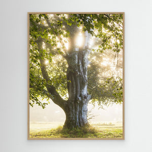 Morgonljus i Nääs slottspark – Lerums kommun | Canvas