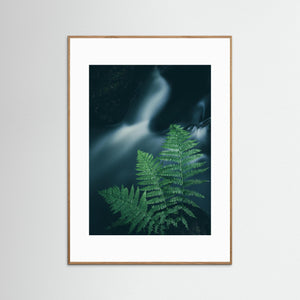 Ormbunkar vid skogsbäck – Bråtaskogen, Mölnlycke | Fine Art Print