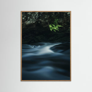 Ormbunkar vid Mölndalsån – Kvarnberget, Risbohult naturreservat