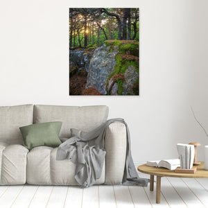 Särö Västerskog – gammelskog och kvällsljus i Kungsbacka | Canvas
