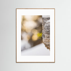 Varglav vid Storsätern – Grövelsjöfjällen, Dalarna | Fine Art Print