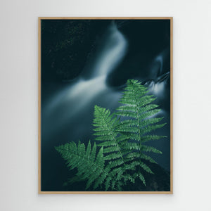 Ormbunkar vid skogsbäck – Bråtaskogen, Mölnlycke | Canvas