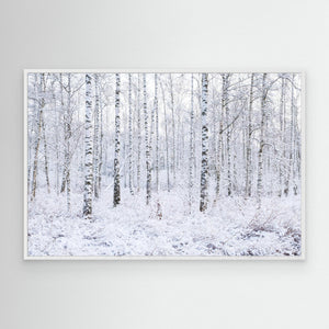 Nysnö i björkdungen - CANVAS