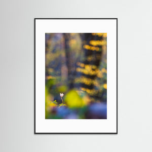 Vitsippa i bokskogen – Svejserdalen, Mölndal | Fine Art Print