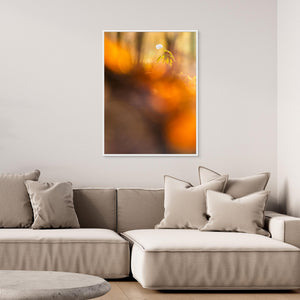 Vitsippa i kvällsglöd - CANVAS