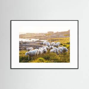 Får vid kusten i kvällsljus – Steninge, Hallands kust