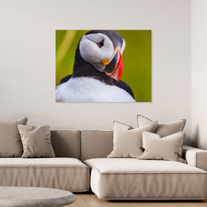 Lunnefågel – Porträtt från Runde - CANVAS