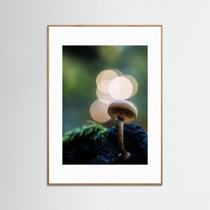 Skogens små världar – Ramberget, Hisingen | Fine Art Print