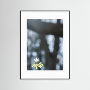 Vitsippa i vårsol – Lilla Änggården Göteborg | Fine Art Print