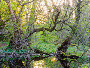 Vid sumpskogens kant