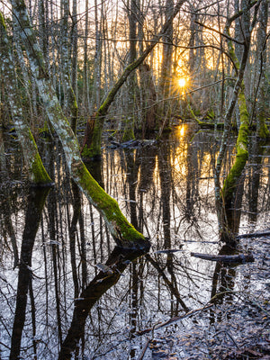 Solnedgång i Särö Västerskog – Kungsbacka | Canvas