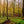 Vår i bokskogen – Rådasjöns naturreservat | Fine Art Print