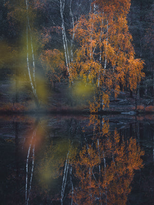 Höst vid Trinde mosse – Änggårdsbergen Göteborg | Canvas